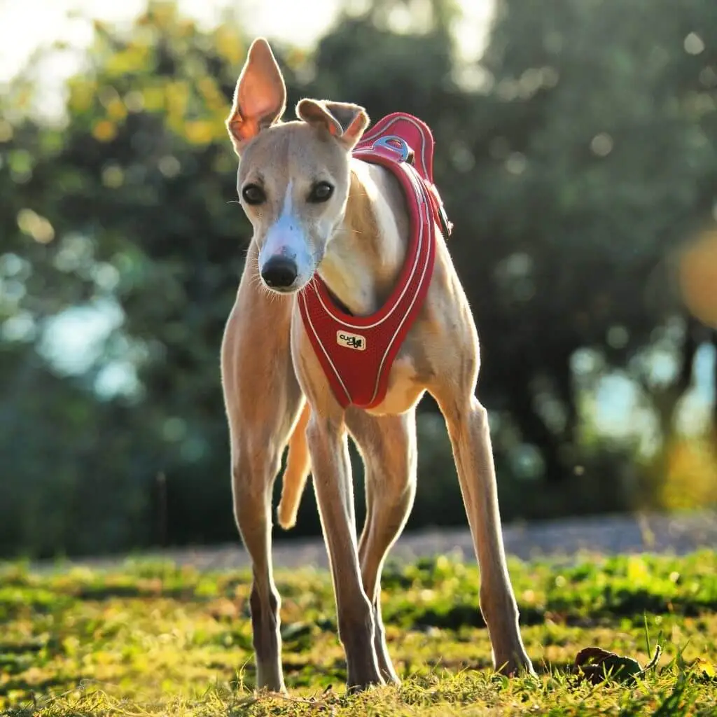 Hunderennen Foto